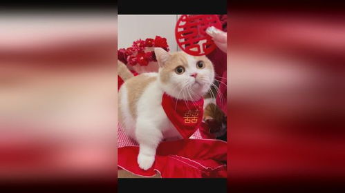 公公给儿媳的陪嫁猫做三层榫卯床，这波操作太暖心！