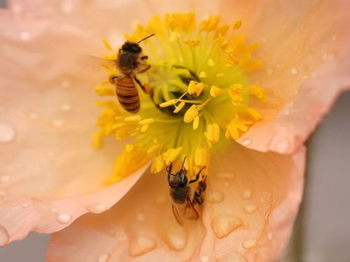 北京花粉浓到光看视频就想打喷嚏？专家教你如何应对！