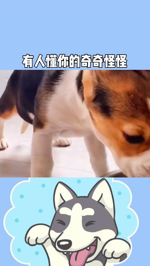 总有人懂你的奇奇怪怪：在抖音上找到共鸣