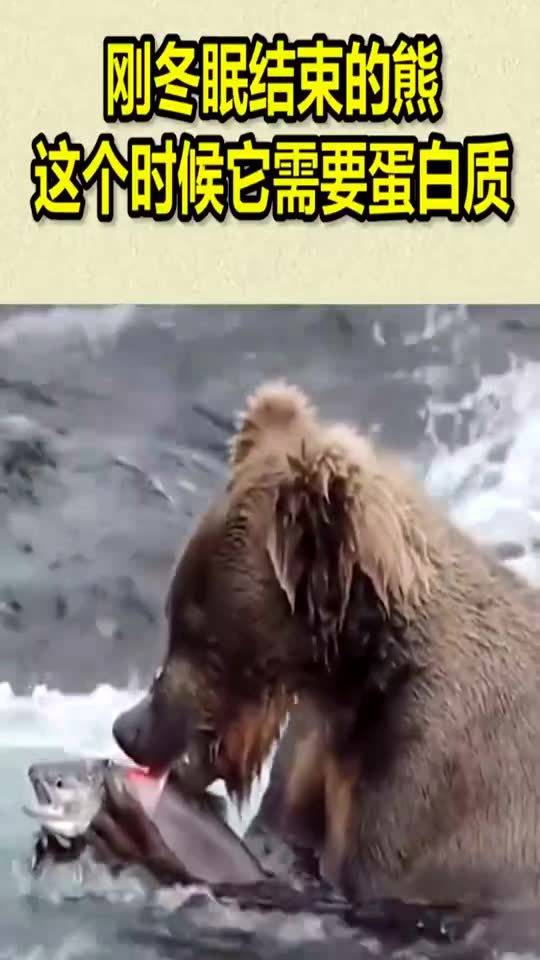 冬眠结束：一场关于生命重启的温暖旅程