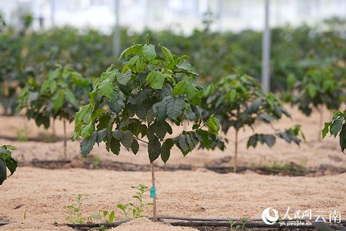 全国首个咖啡本科专业到底有多香？