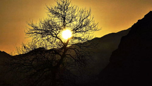 北京天坛公园3.3万株柏树花粉爆发，过敏人群该如何应对？