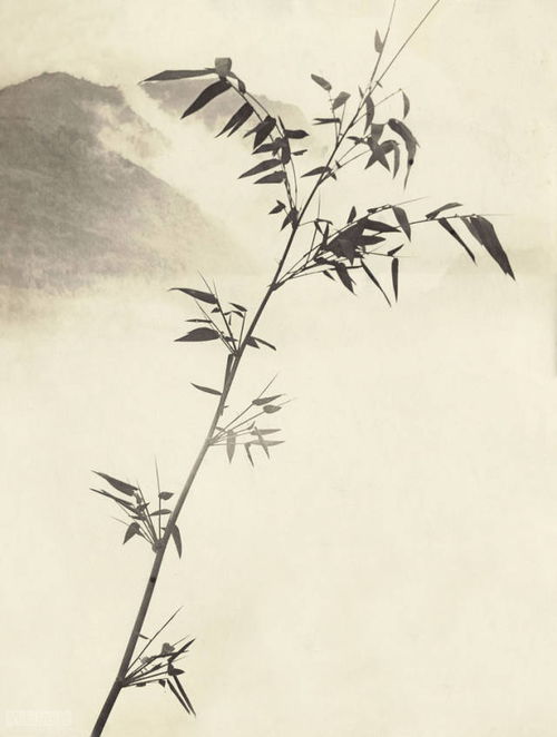 水泥婴啼：一段令人深思的真实故事