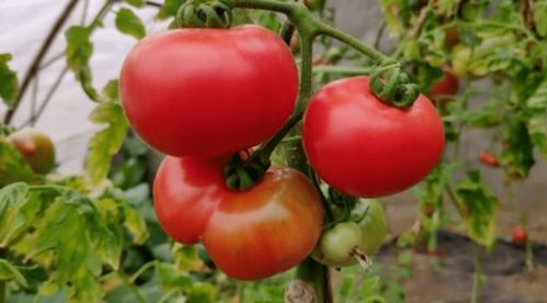 番茄味的旧时光：一段关于成长与回忆的旅程