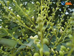 那年槐花正开，记忆深处的芬芳