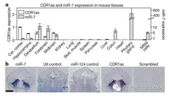 ADSCs外显子miR-21-5p在脑缺血后神经炎症中的作用解析