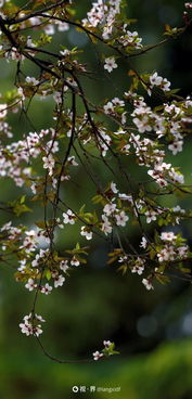 Get春天拍花新技能，让每一张照片都美得不像话