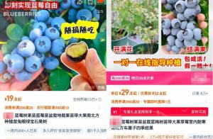 蓝莓盆栽火了！一个月成交超百万盆的秘密