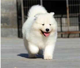 萨摩耶的颜值秘密：发型才是灵魂！