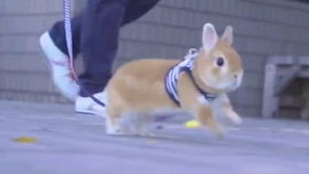 杭州兔子警官执勤时的暖心一幕：两名小萌娃闯红灯后的温馨故事