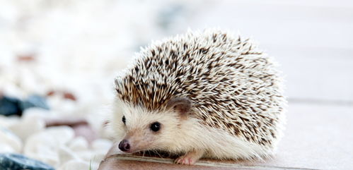 黄雀行动：一场悄无声息的较量