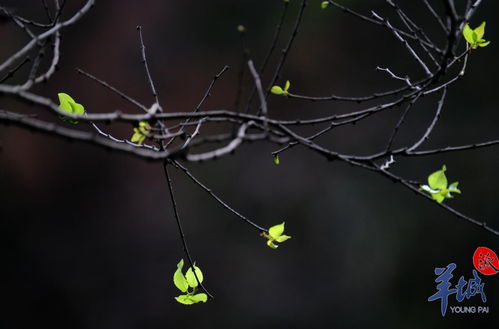 春意无限：在老小区与新生活中寻找诗意