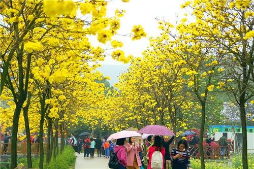 广东的春天：一场与花海的浪漫邂逅