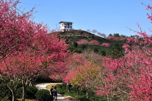 樱花盛妆迎客来，这个周末来眉山少年苏东坡传奇展厅打卡！