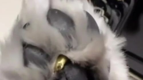 女子遛狗意外收获金豆，宠物与财富的奇妙碰撞