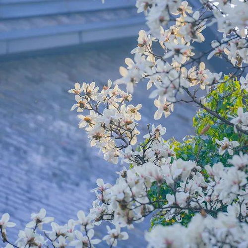 春天的温柔已长满枝头：我与春天的故事