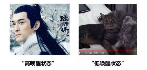 细思极恐：黄雀阿兰意外离世背后的故事