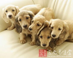 世界小狗日：与我一起感受狗狗的温暖与陪伴