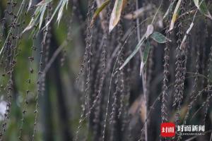 成都竹子开花错过再等60年：一场与自然的浪漫邂逅