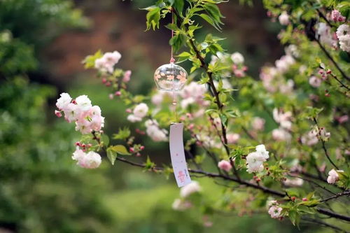 临笑：樱花时节的浪漫邂逅