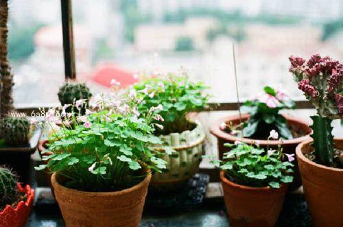 养花不仅是一种乐趣，更是一场心灵的修行