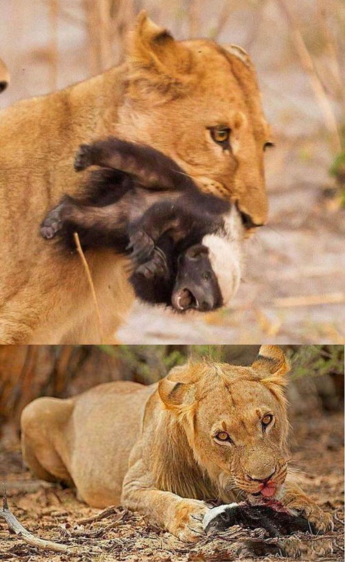 印度家犬为护主缠斗毒蛇同归于尽：忠诚与勇气的感人故事