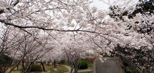 南京鸡鸣寺樱花树下的人潮涌动，感受春日浪漫与历史厚重