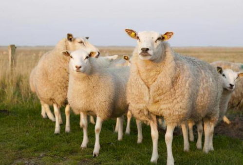 官方确认：三只羊公司恢复经营条件，背后的故事令人深思