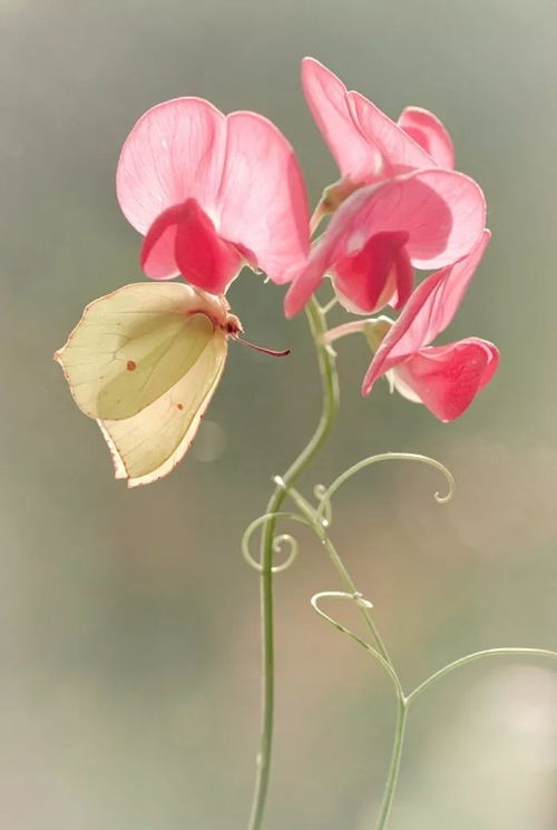 29 格桑和香豌豆：一场与水彩的浪漫邂逅