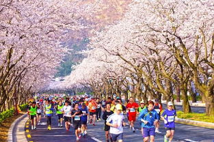 武汉马拉松：樱花雨中奔跑的浪漫体验