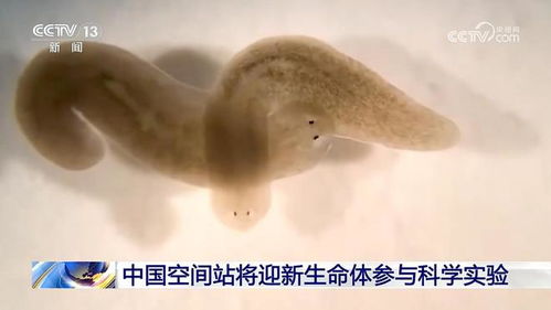 揭秘中国空间站新成员：涡虫为何成为太空实验的主角？