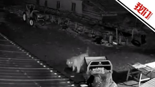 惊险！东北虎闯入吉林村民家咬死羊狗，损失如何赔偿？