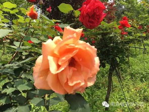 花花世界，人与自然的奇妙邂逅