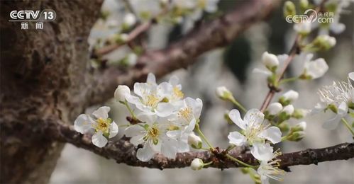 春花烂漫 花式解锁好春光