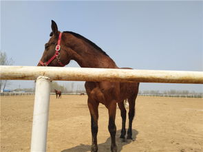 目击者讲述：山东公园马匹失控撞伤多人事件始末