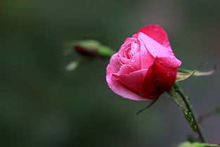 手机拍花技巧大揭秘：成都王老师教你如何拍出春日大片