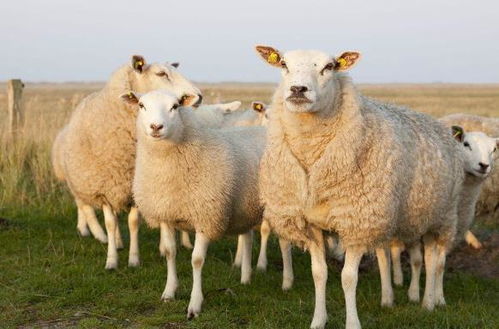 三只羊复播时间未定，小杨哥的回归之路充满悬念