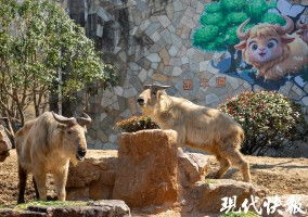 驴友秦岭偶遇“六不像”神兽：真实经历与背后故事