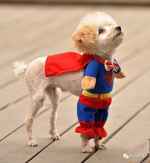 狗狗也能干农活？一只狗能顶三个人，真实案例让你大开眼界