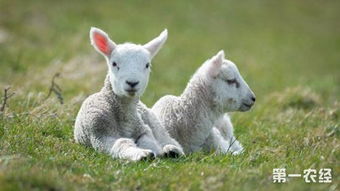 三只羊缴完罚款堂堂复活：从停播到复出的那些不为人知的故事