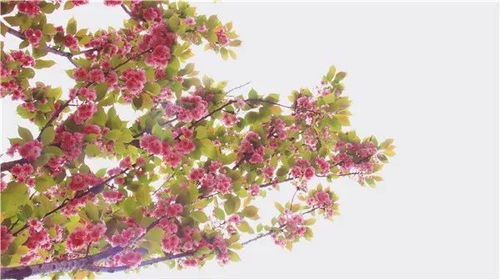 今晚，初见樱花开