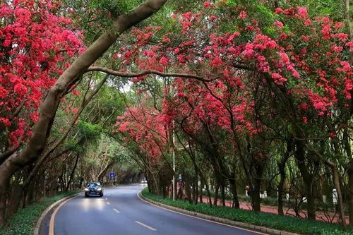 春日踏青赏花，心向往之的浪漫旅程