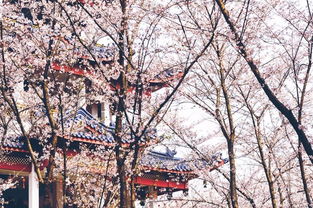 35000人在无锡樱花雨中起跑，感受春日的浪漫与激情