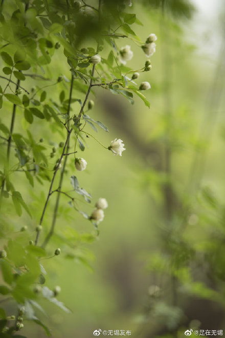 随手拍春天，用镜头记录美好瞬间