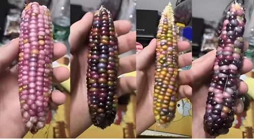 包装玉米是“僵尸玉米”？真相来了