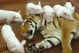 官方回应老虎闯入村民家咬死羊和狗：人与野生动物如何共存？