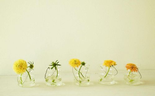 青藤浅语：在喜欢与合适之间，我找到了答案