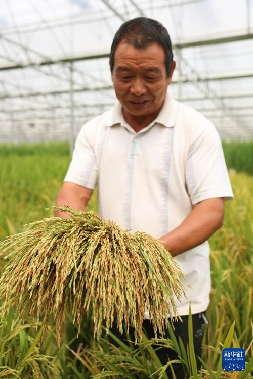 “太空种子”在三亚收获啦：一场农业科技的奇迹之旅