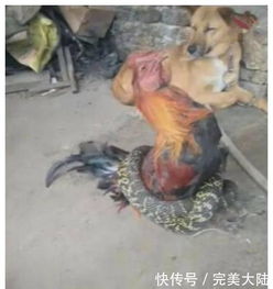 摆件突然发出叫声，男子被吓懵：背后真相竟是这样！