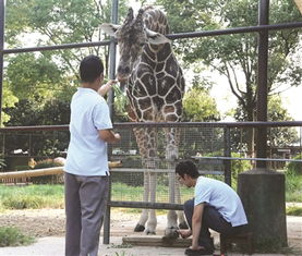 南京红山动物园邻里纠纷始末：从动物到游客的和谐共处难题